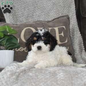 Arlene, Mini Bernedoodle Puppy