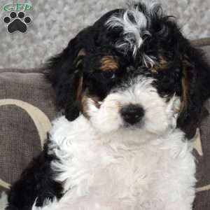 Arlene, Mini Bernedoodle Puppy