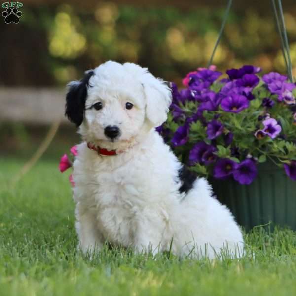 Arlin, Mini Labradoodle Puppy
