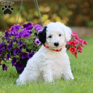 Arlin, Mini Labradoodle Puppy