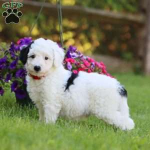 Arlin, Mini Labradoodle Puppy