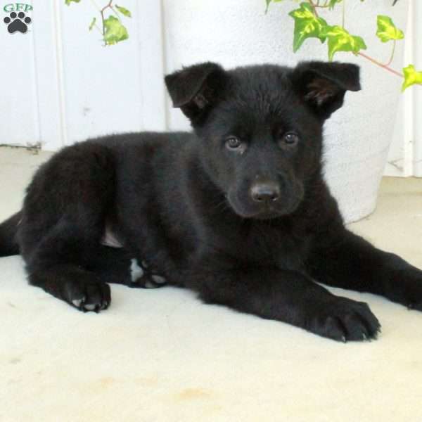 Arlo, German Shepherd Puppy
