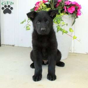 Arlo, German Shepherd Puppy