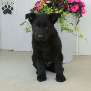 Arlo, German Shepherd Puppy