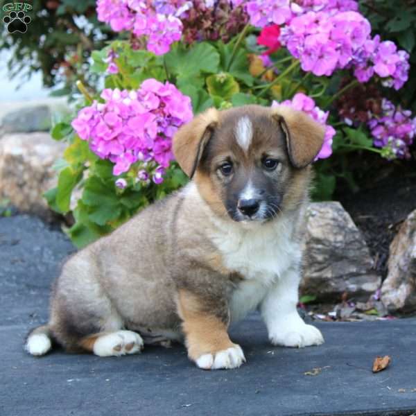 Arnie, Welsh Corgi Mix Puppy