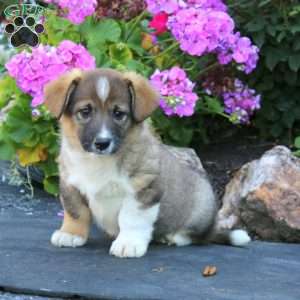 Arnie, Welsh Corgi Mix Puppy