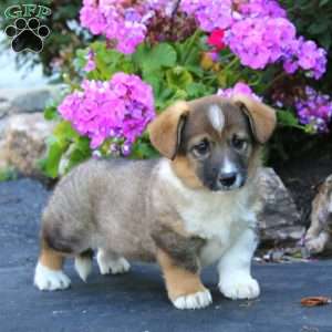 Arnie, Welsh Corgi Mix Puppy