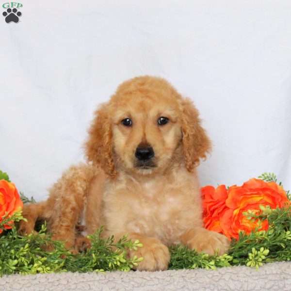 Arrow, Goldendoodle Puppy