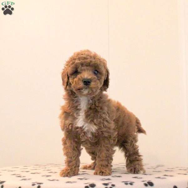 Arrow, Toy Poodle Puppy