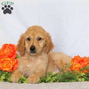 Arrow, Goldendoodle Puppy