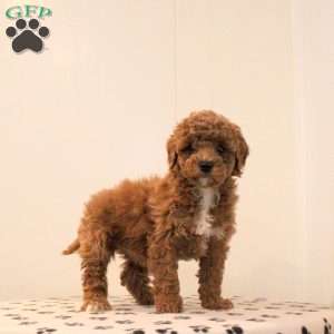 Arrow, Toy Poodle Puppy
