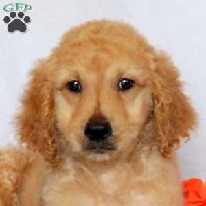 Arrow, Goldendoodle Puppy