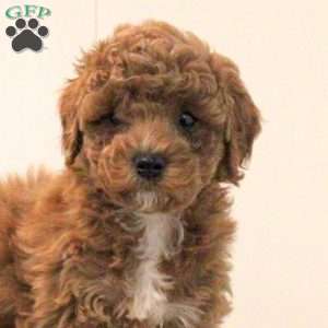 Arrow, Toy Poodle Puppy