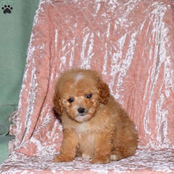 Arthur, Toy Poodle Puppy