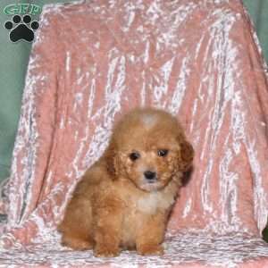 Arthur, Toy Poodle Puppy