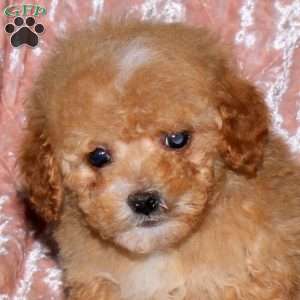Arthur, Toy Poodle Puppy