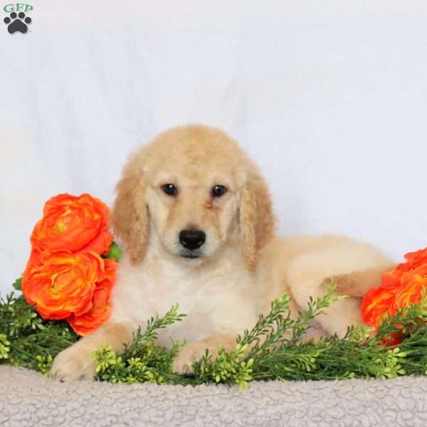 Arwen, Goldendoodle Puppy