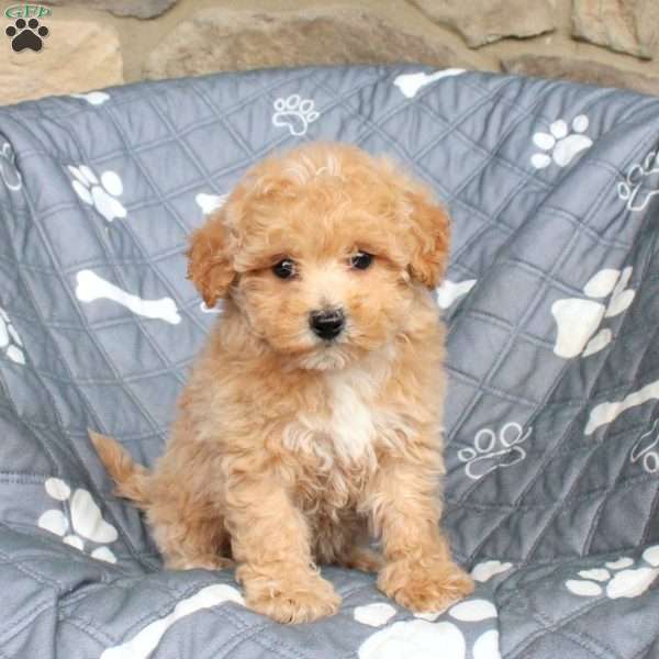 Arwen, Bich-Poo Puppy