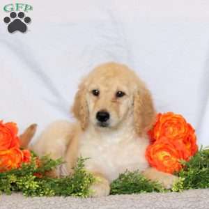 Arwen, Goldendoodle Puppy