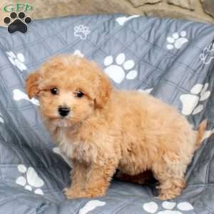 Arwen, Bich-Poo Puppy