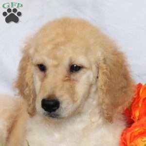 Arwen, Goldendoodle Puppy