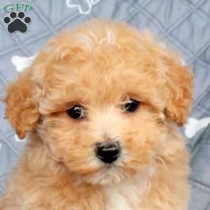 Arwen, Bich-Poo Puppy