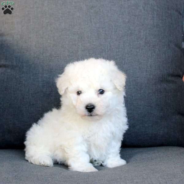 Asher, Bichon Frise Puppy