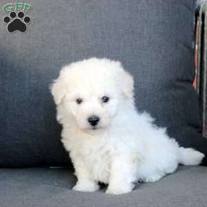 Asher, Bichon Frise Puppy