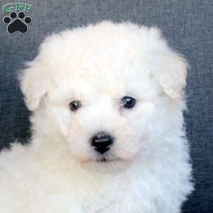 Asher, Bichon Frise Puppy