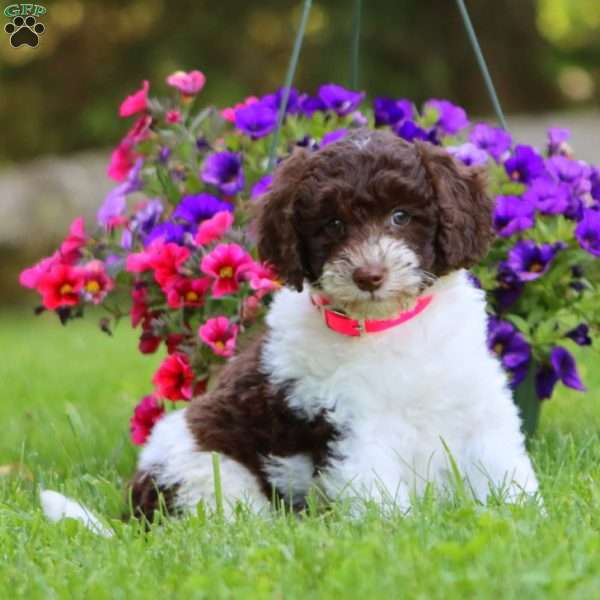 Ashley, Mini Labradoodle Puppy