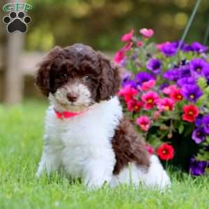 Ashley, Mini Labradoodle Puppy