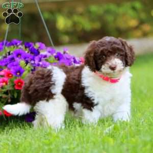 Ashley, Mini Labradoodle Puppy