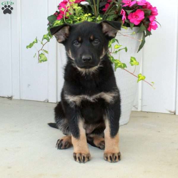 Athena, German Shepherd Puppy