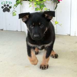Athena, German Shepherd Puppy