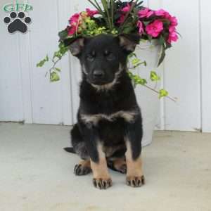 Athena, German Shepherd Puppy