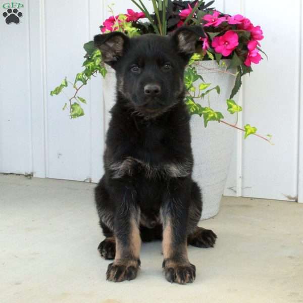 Atlas, German Shepherd Puppy