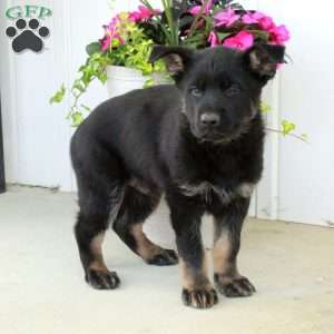 Atlas, German Shepherd Puppy