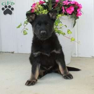 Atlas, German Shepherd Puppy