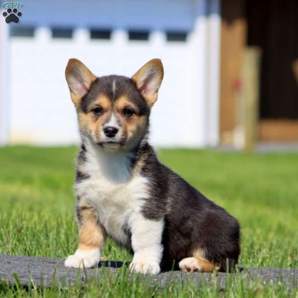 Audrey, Pembroke Welsh Corgi Puppy