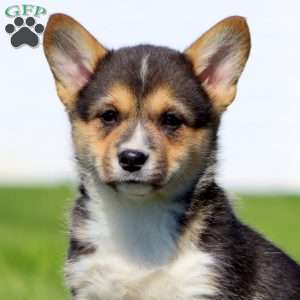 Audrey, Pembroke Welsh Corgi Puppy