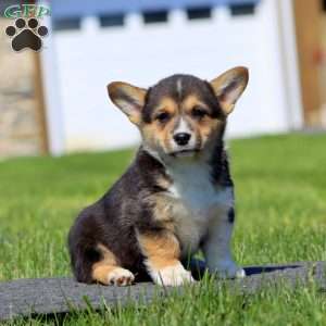 Audrey, Pembroke Welsh Corgi Puppy