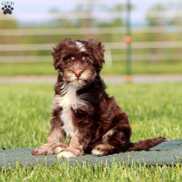 Austin, Havapoo Puppy