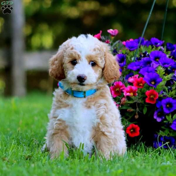 Austin, Mini Labradoodle Puppy