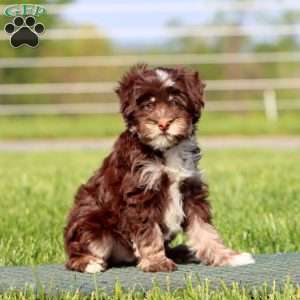 Austin, Havapoo Puppy
