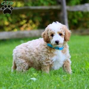Austin, Mini Labradoodle Puppy