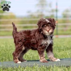 Austin, Havapoo Puppy