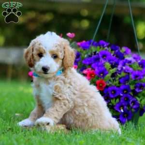 Austin, Mini Labradoodle Puppy