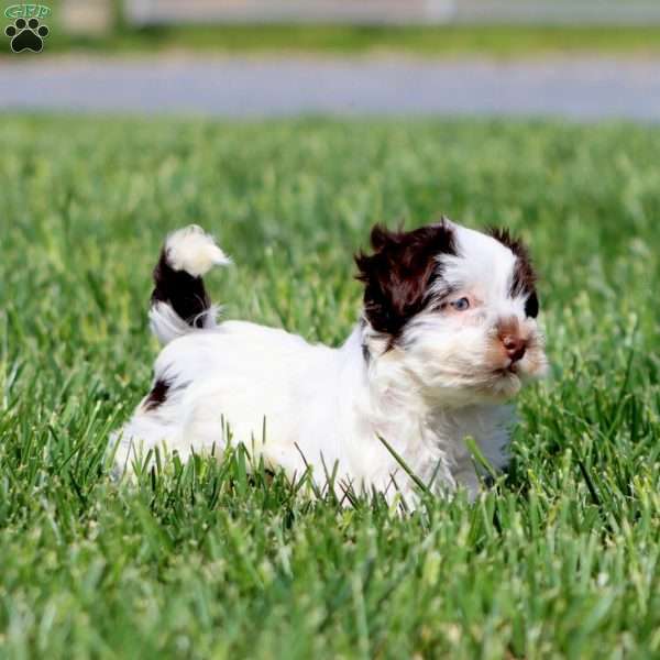 Ava, Havapoo Puppy