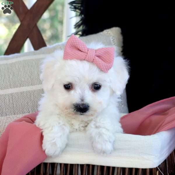 Ava, Bichon Frise Puppy