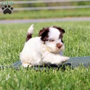 Ava, Havapoo Puppy